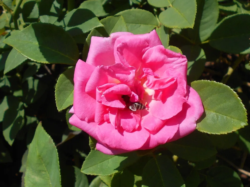 Zephirine Drouhin Rose — Flower detail with bee