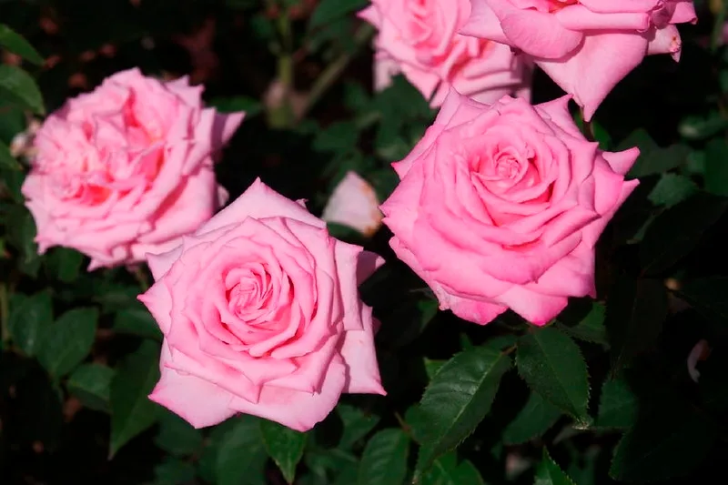 Belinda's Dream Rose — Rosa 'Belinda's Dream' . Flowers.
