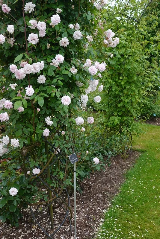 Climbing Cecile Brunner Rose — Habit & flowers.