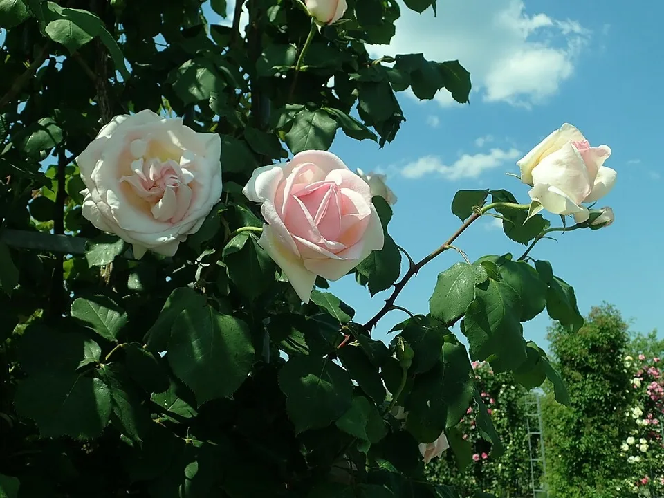 Celestial Rose — Flowers.