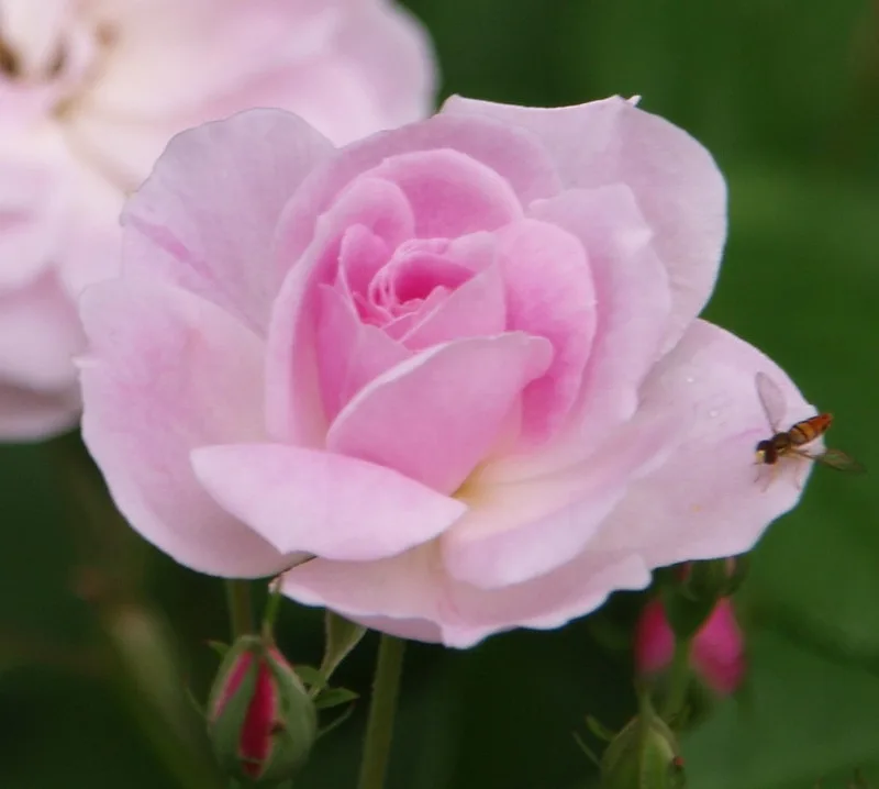 Champney's Pink Cluster Rose — Flower.