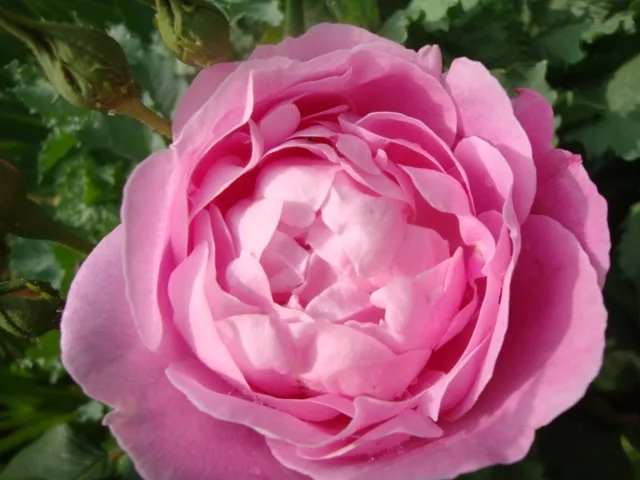 Fantin-Latour Rose — Rosa 'Fantin-Latour'. Flower.