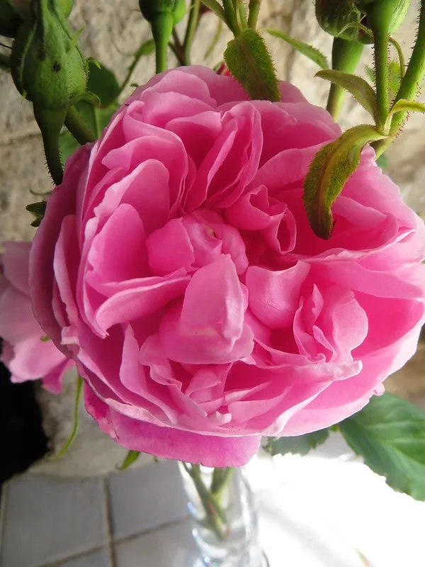 Fantin-Latour Rose — Rosa 'Fantin-Latour'. Flower.