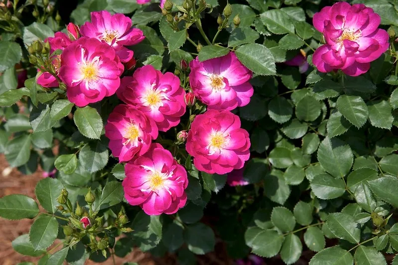 International Herald Tribune Rose — Rosa International Herald Tribune. Flowers.