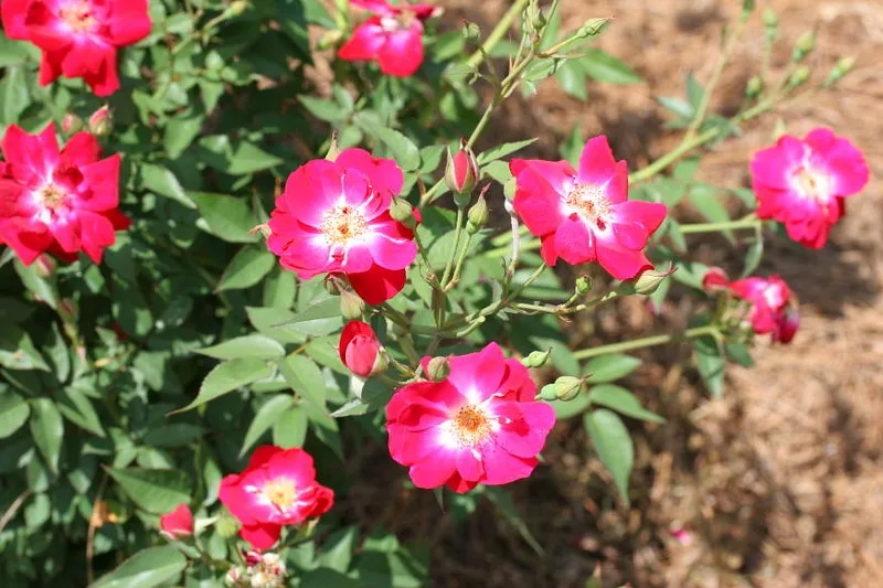 International Herald Tribune Rose — Rosa International Herald Tribune. Flowers.