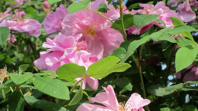 Therese Bugnet Rose — Flower