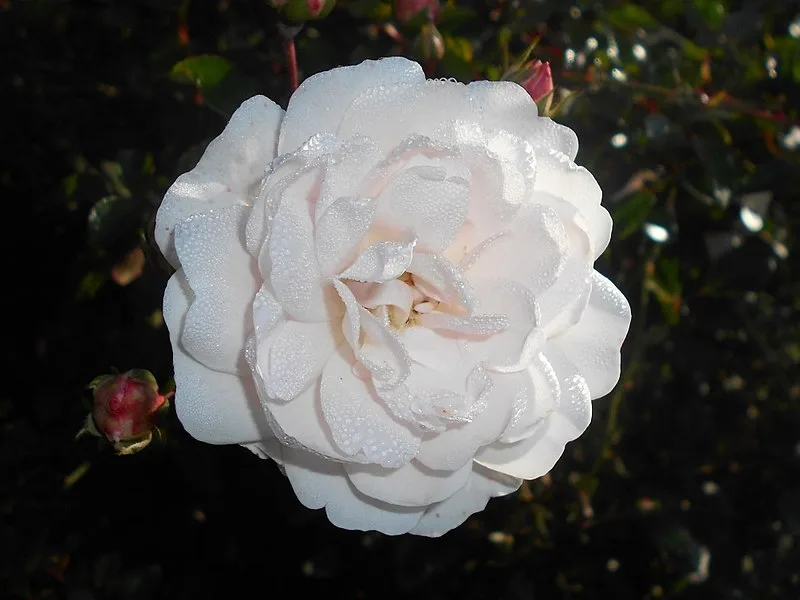 Seafoam Rose — Flower
