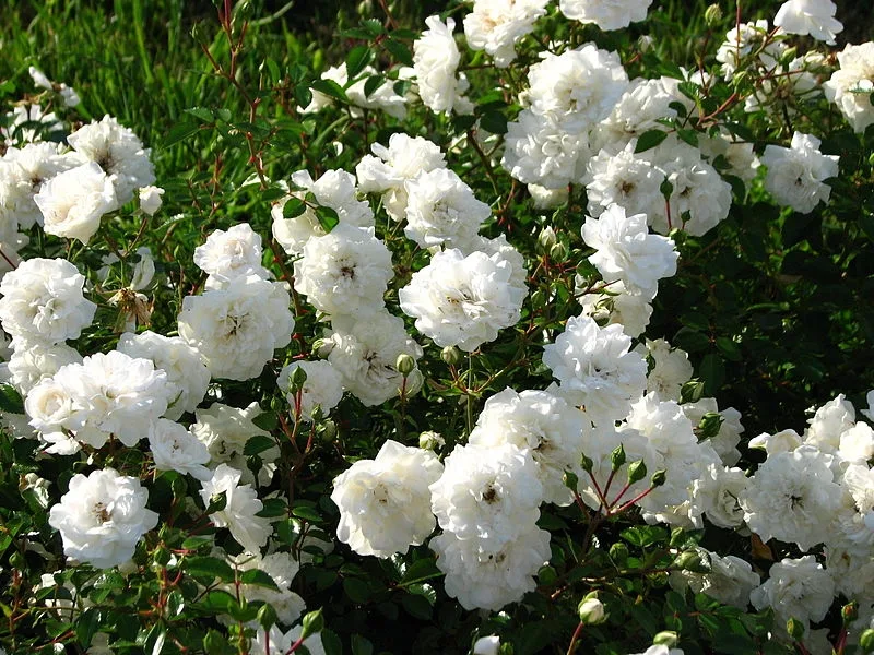 Seafoam Rose — Flowers and buds