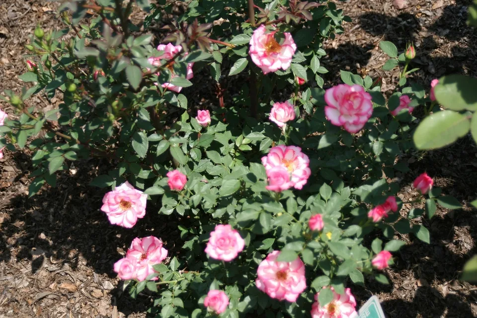 Child's Play Rose — Rosa Child's Play™ 'SAVachild' in May - Brookside Gardens - Maryland