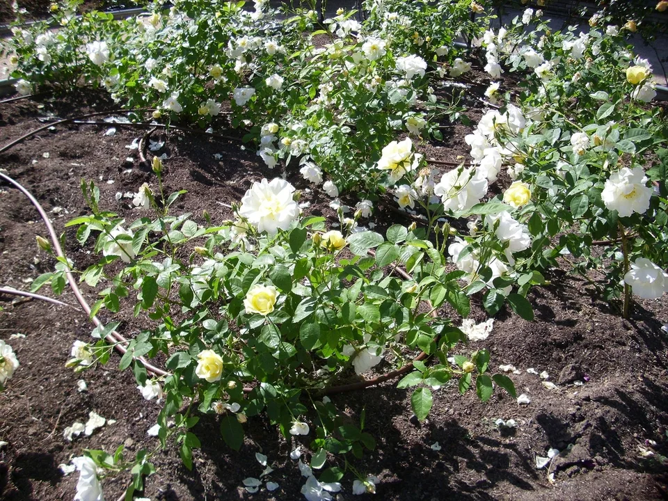 Windrush Rose — Form in bloom