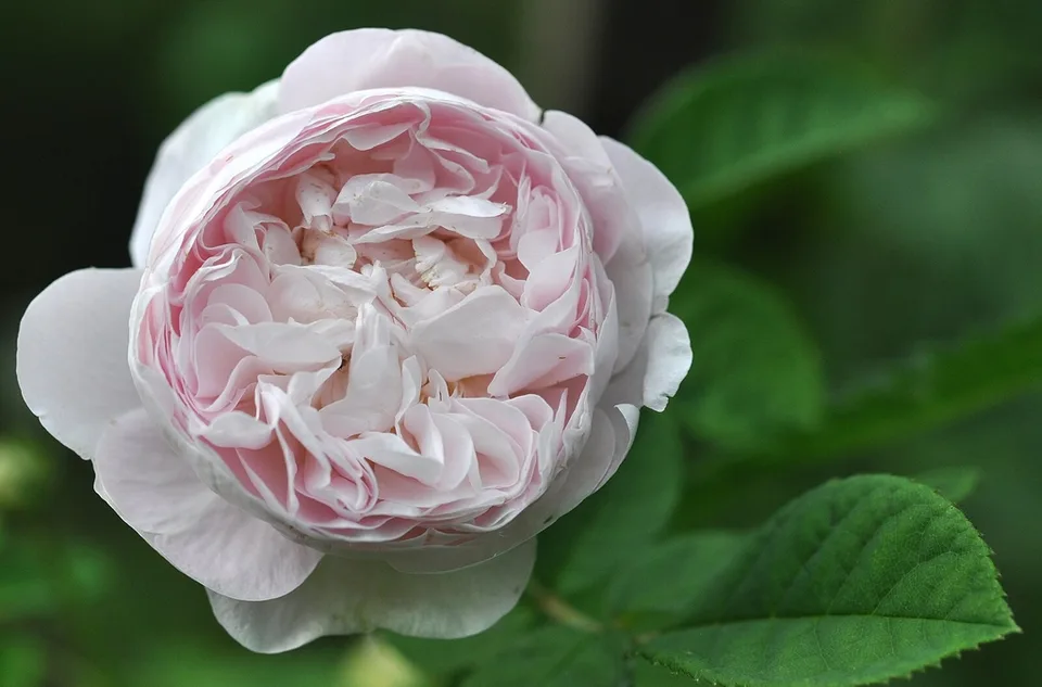 Great Maiden's Blush Rose — Flower detail