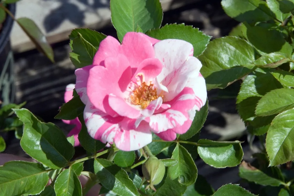 Berries 'n' Cream Rose — Flower detail and leaves