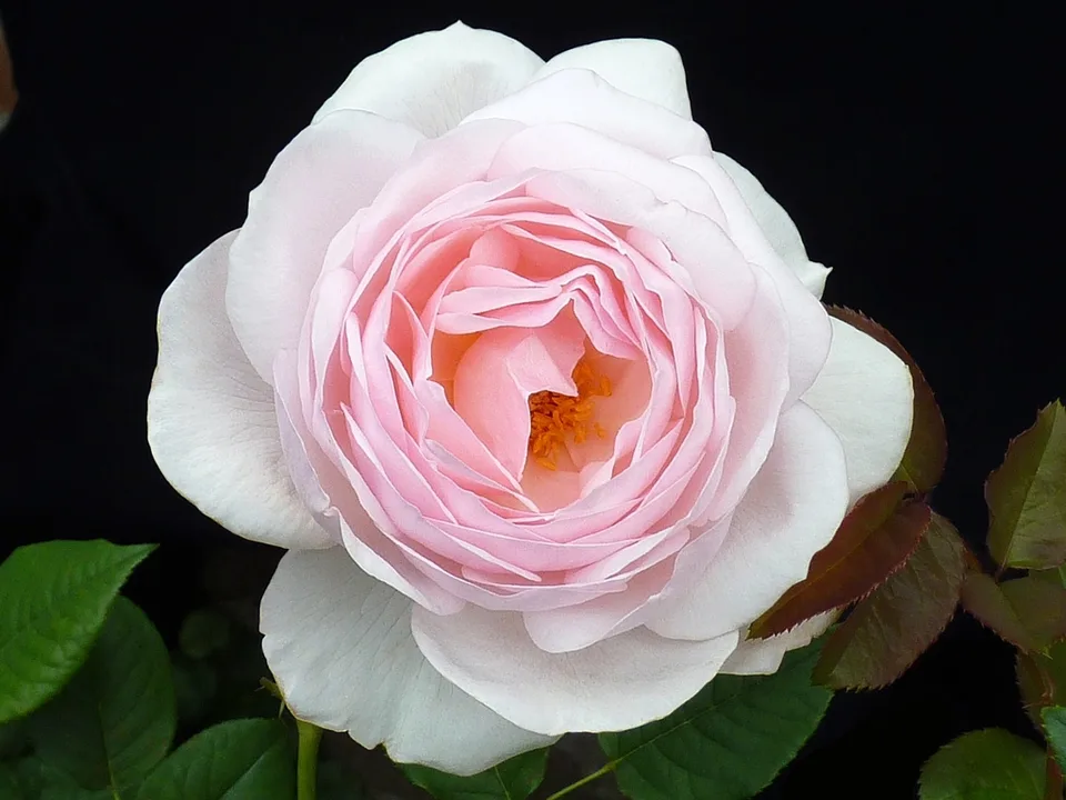 Heritage Rose — Flower detail