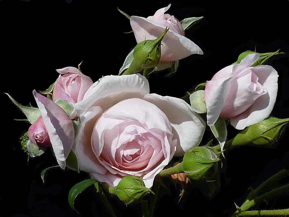 Heritage Rose — Flowers and buds