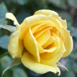 Rise 'n' Shine Rose — Flower opening