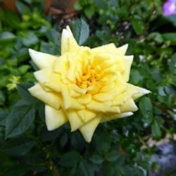 Rise 'n' Shine Rose — Flower detail
