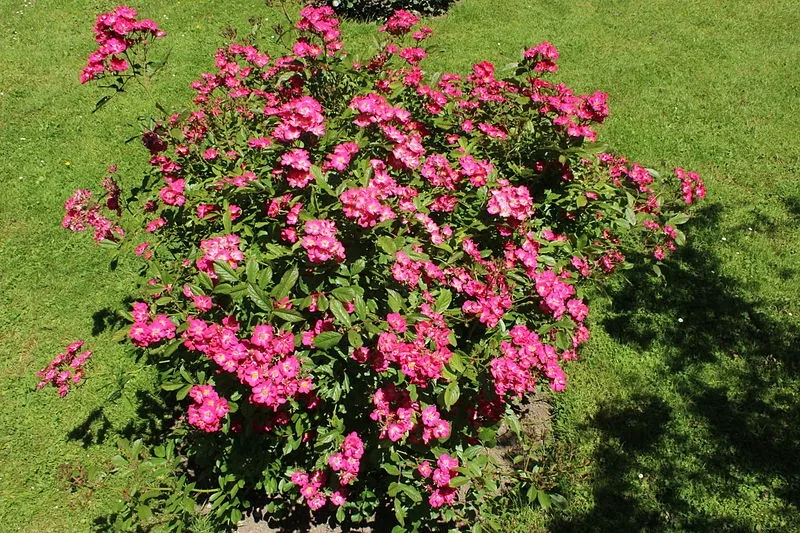 Robin Hood Rose — Habit