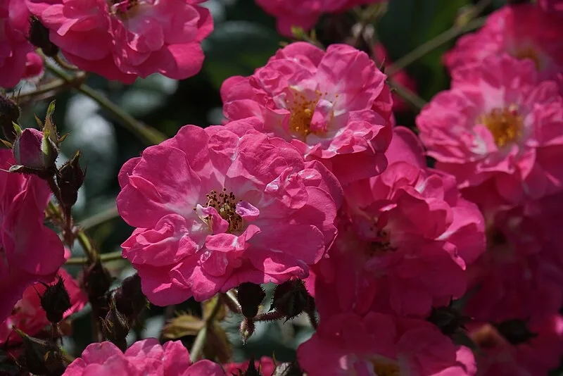 Robin Hood Rose — Flower