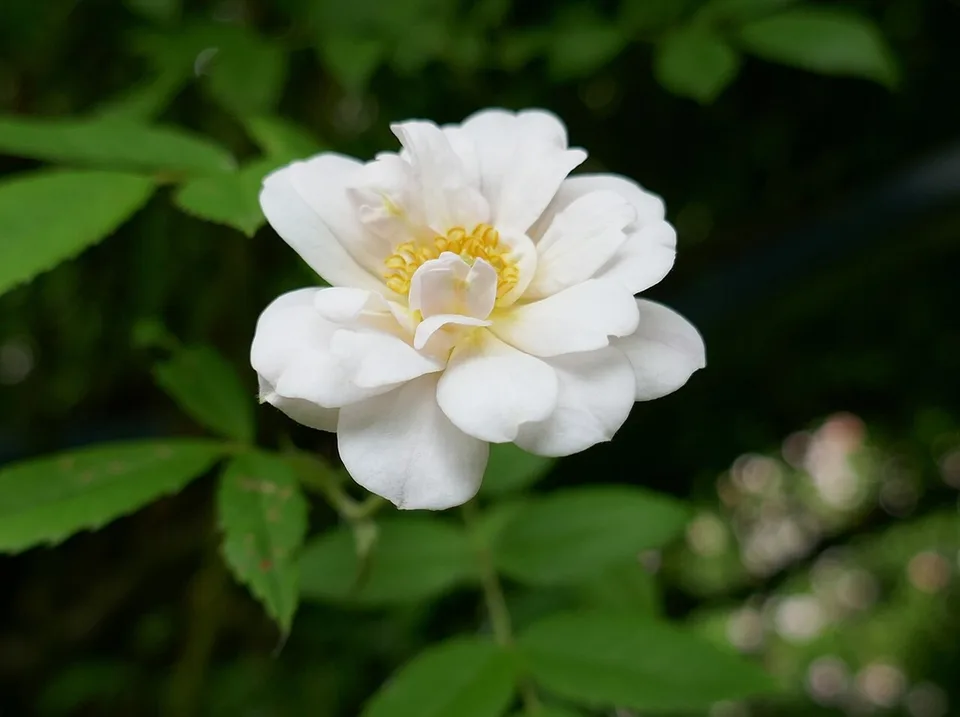The Garland Rose — Rosa 'The Garland' - February - National Botanical Gardens - Belgium