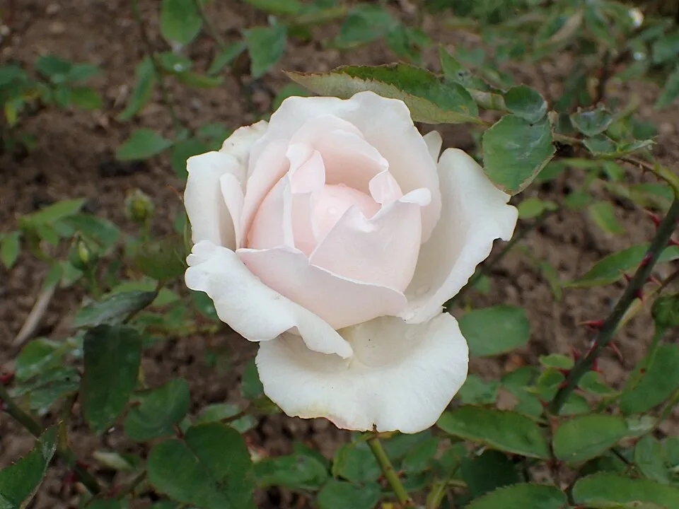 Rene Andre Rose — Rosa 'Rene Andre' - June - Rosarium Sangerhausen - Germany
