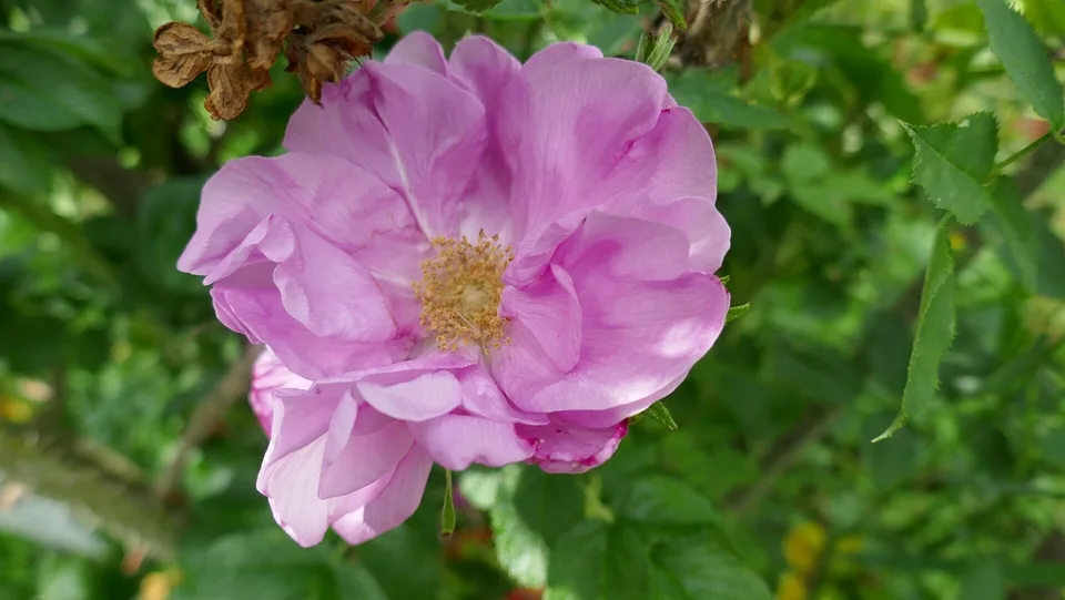 Belle Poitevine Rose — Rosa 'Belle Poitevine' Flower Top View - June - Rosenhang Karben - Germany