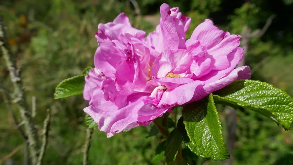 Belle Poitevine Rose — Rosa 'Belle Poitevine' Flower Side View - June - Rosenhang Karben - Germany
