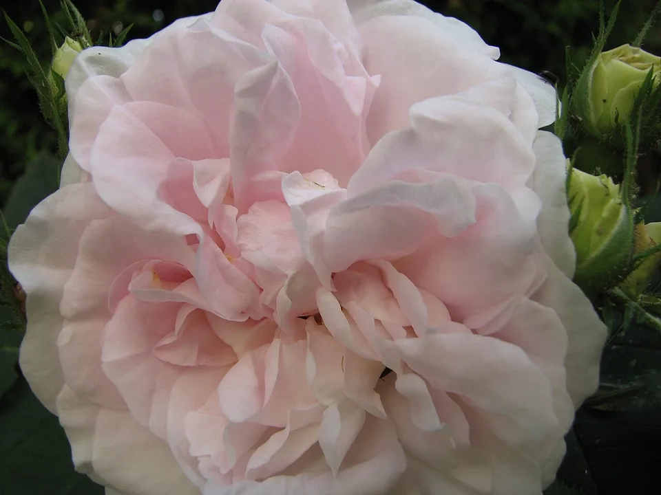 Great Maiden's Blush Rose — Rosa 'Great Maiden's Blush' - Flower