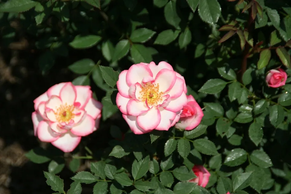 Child's Play Rose — Rosa Child's Play™ 'SAVachild' Flowers top view in May - Brookside Gardens - Maryland