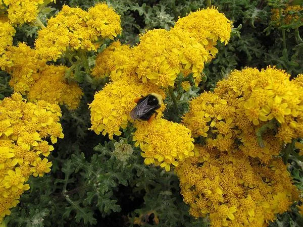 Woolly Yarrow — Yellow flower with bumble bee.