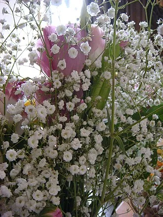 Annual Baby's Breath — botanical reference