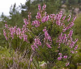 Heather — botanical reference