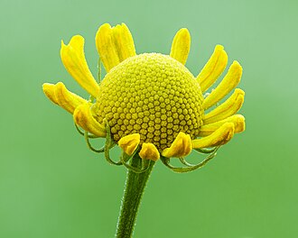 Helenium — botanical reference