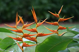 Heliconia — botanical reference