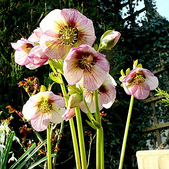 Hellebore — botanical reference
