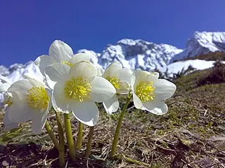 Christmas Rose — botanical reference