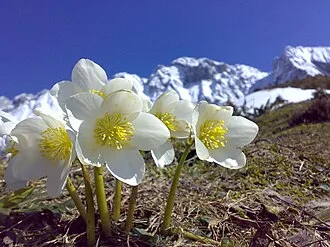 Christmas Rose — botanical reference