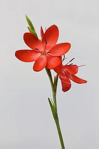Crimson Flag Lily — botanical reference