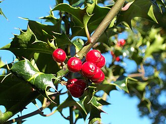 Holly — botanical reference