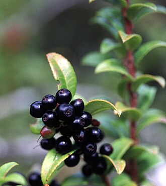 Huckleberry — botanical reference