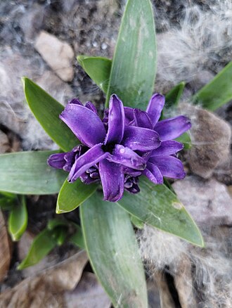 Hyacinth — botanical reference