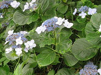 Hydrangea — botanical reference