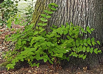 Hypericum — botanical reference