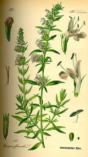 Hyssop — botanical reference