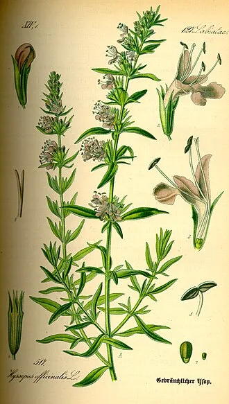Hyssop — botanical reference