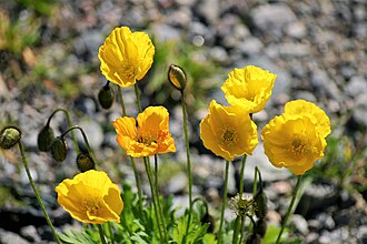 Iceland Poppy — botanical reference