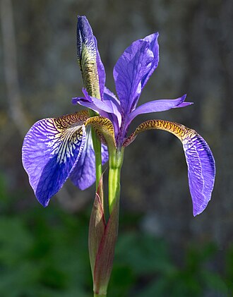 Iris — botanical reference