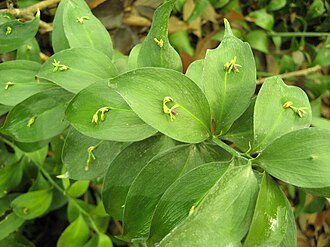Israeli Ruscus — botanical reference
