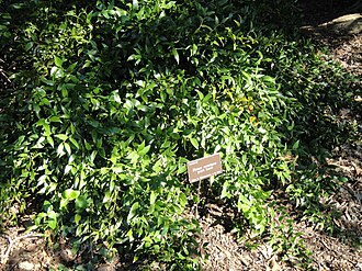 Italian Ruscus — botanical reference
