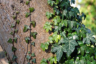 Ivy — botanical reference