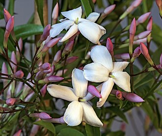 Jasmine Vine — botanical reference